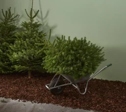 Central Park Kerstboom Nordmann 175-200Cm|Brico Best