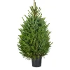 Central Park Kerstboom Omorika 80-100Cm|Brico Best