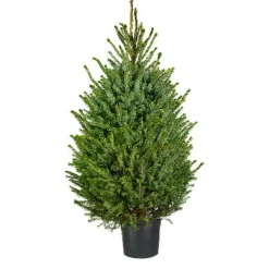 Central Park Kerstboom Omorika 80-100Cm|Brico Best