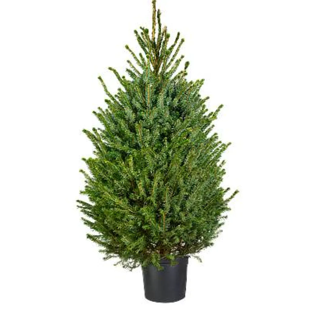 Central Park Kerstboom Omorika 150-175Cm|Brico New