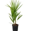 Brico Planten-Chamaerops Humilis – Europese Dwergpalm – Palm – Winterhard - 15 Cm - ↕40-50 Cm