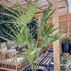 Brico Planten-Chamaerops Humilis – Europese Dwergpalm – Palm – Winterhard - 15 Cm - ↕40-50 Cm