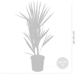 Brico Planten-Chamaerops Humilis – Europese Dwergpalm – Palm – Winterhard - 15 Cm - ↕40-50 Cm
