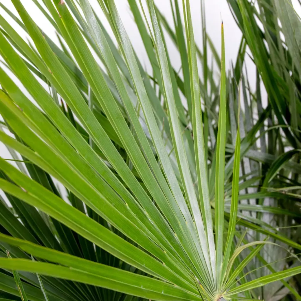 Brico Planten-Chamaerops Humilis – Europese Dwergpalm – Palm – Winterhard - 15 Cm - ↕40-50 Cm