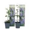 Brico Planten-Clematis Taiga - Set Van 2 - Winterharde Klimplanten - Pot 9Cm - Hoogte 25-40Cm