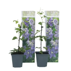 Brico Planten-Clematis Taiga - Set Van 2 - Winterharde Klimplanten - Pot 9Cm - Hoogte 25-40Cm