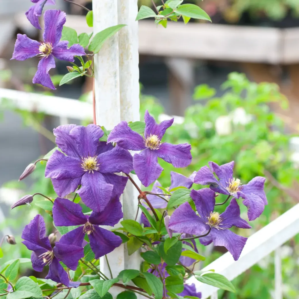 Brico Planten-Clematis Taiga - Set Van 2 - Winterharde Klimplanten - Pot 9Cm - Hoogte 25-40Cm