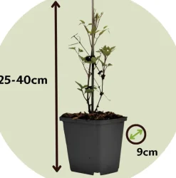 Brico Planten-Clematis Taiga - Set Van 2 - Winterharde Klimplanten - Pot 9Cm - Hoogte 25-40Cm