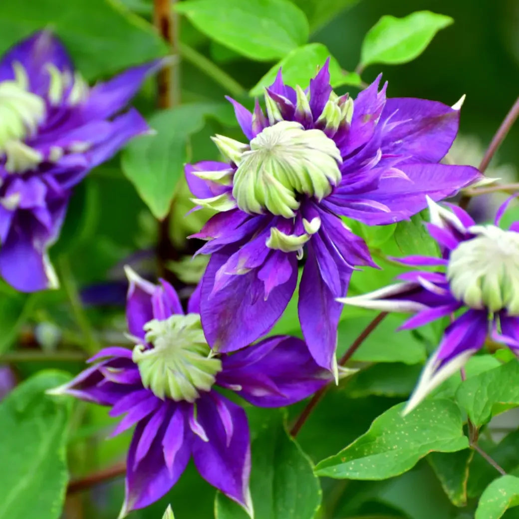 Brico Planten-Clematis Taiga - Set Van 2 - Winterharde Klimplanten - Pot 9Cm - Hoogte 25-40Cm