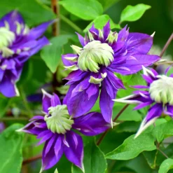 Brico Planten-Clematis Taiga - Set Van 2 - Winterharde Klimplanten - Pot 9Cm - Hoogte 25-40Cm