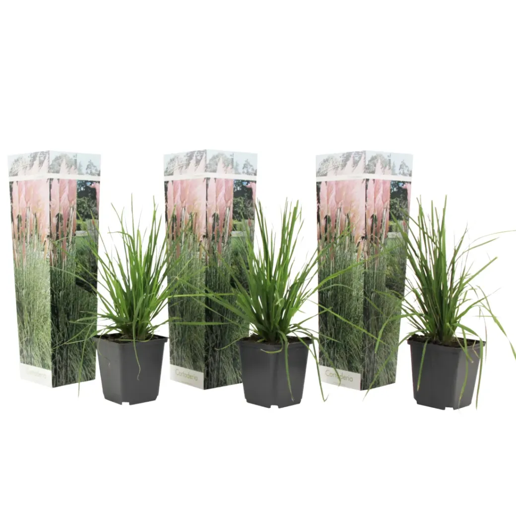 Brico Planten-Cortaderia Selloana - Set Van 3 - Siergras - Roze - Pot 9Cm - Hoogte 25-40Cm