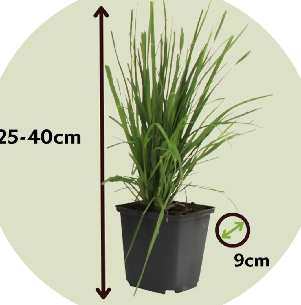 Brico Planten-Cortaderia Selloana - Set Van 3 - Siergras - Roze - Pot 9Cm - Hoogte 25-40Cm