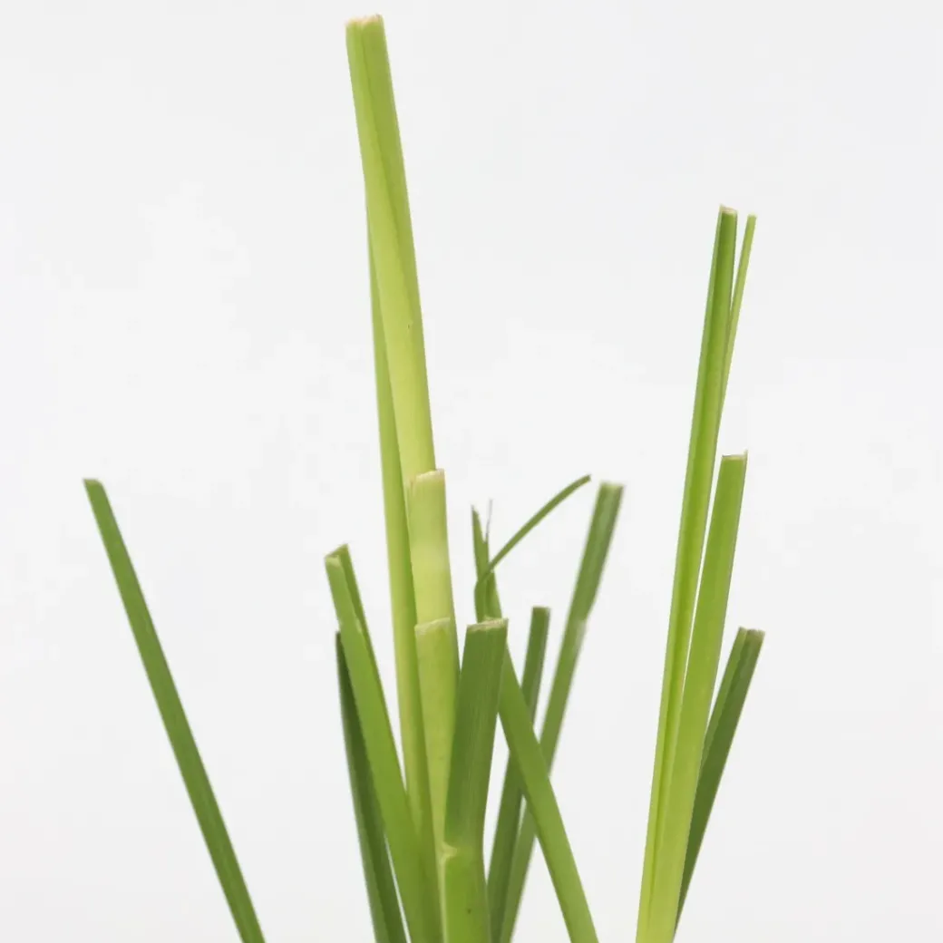 Brico Planten-Cortaderia Selloana - Set Van 3 - Siergras - Roze - Pot 9Cm - Hoogte 25-40Cm