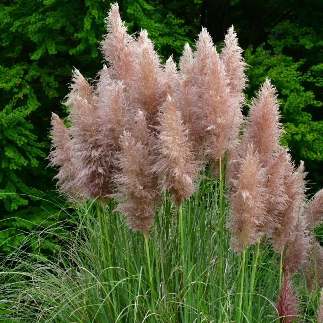 Brico Planten-Cortaderia Selloana - Set Van 3 - Siergras - Roze - Pot 9Cm - Hoogte 25-40Cm