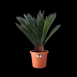Brico Plantenpotten En -Bakken-Elho Bloempot Algarve Cilindro Rond O21Cm Terra