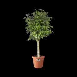 Brico Plantenpotten En -Bakken-Elho Bloempot Algarve Cilindro Rond O35Cm Terra
