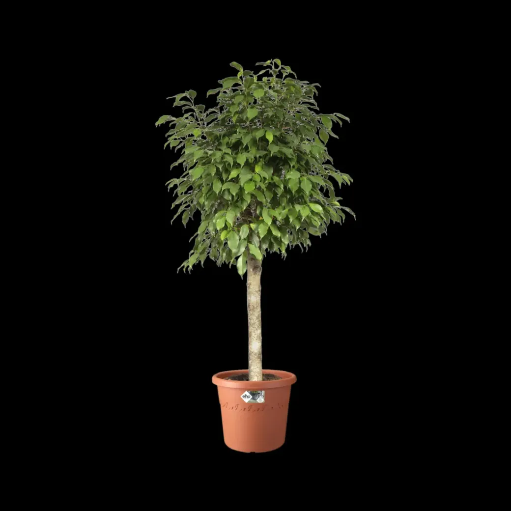 Brico Plantenpotten En -Bakken-Elho Bloempot Algarve Cilindro Rond O35Cm Terra