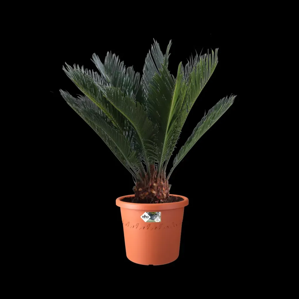 Brico Plantenpotten En -Bakken-Elho Bloempot Algarve Cilindro Rond Wielen O40Cm Terra