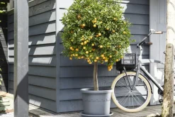 Brico Plantenpotten En -Bakken-Elho Bloempot Algarve Cilindro Rond O30Cm Antraciet