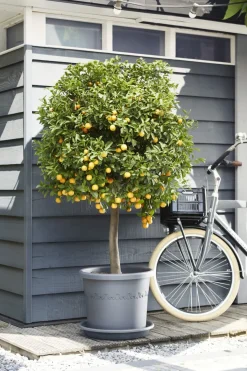 Brico Plantenpotten En -Bakken-Elho Bloempot Algarve Cilindro Rond O30Cm Antraciet