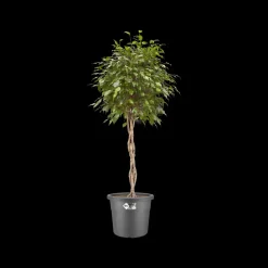 Brico Plantenpotten En -Bakken-Elho Bloempot Algarve Cilindro Rond O30Cm Antraciet