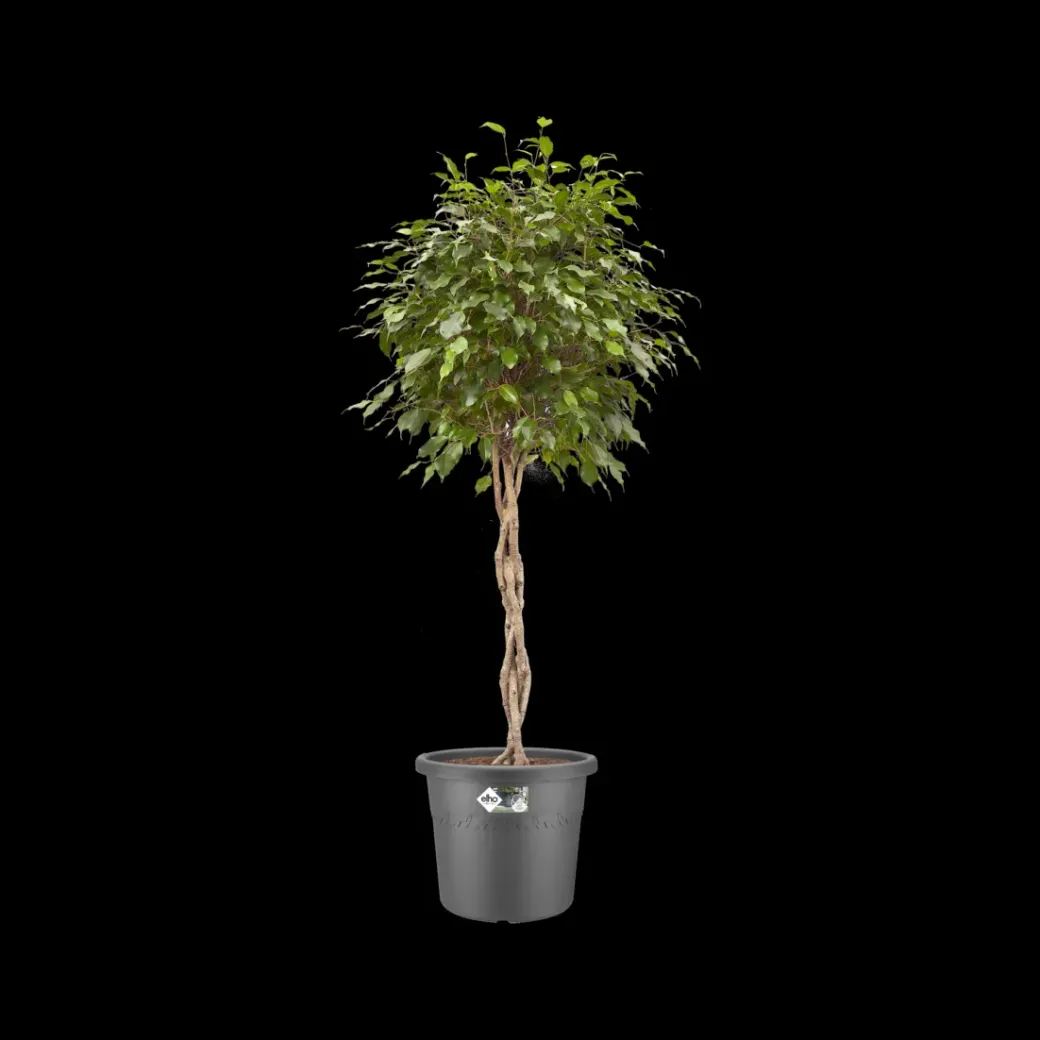 Brico Plantenpotten En -Bakken-Elho Bloempot Algarve Cilindro Rond O30Cm Antraciet