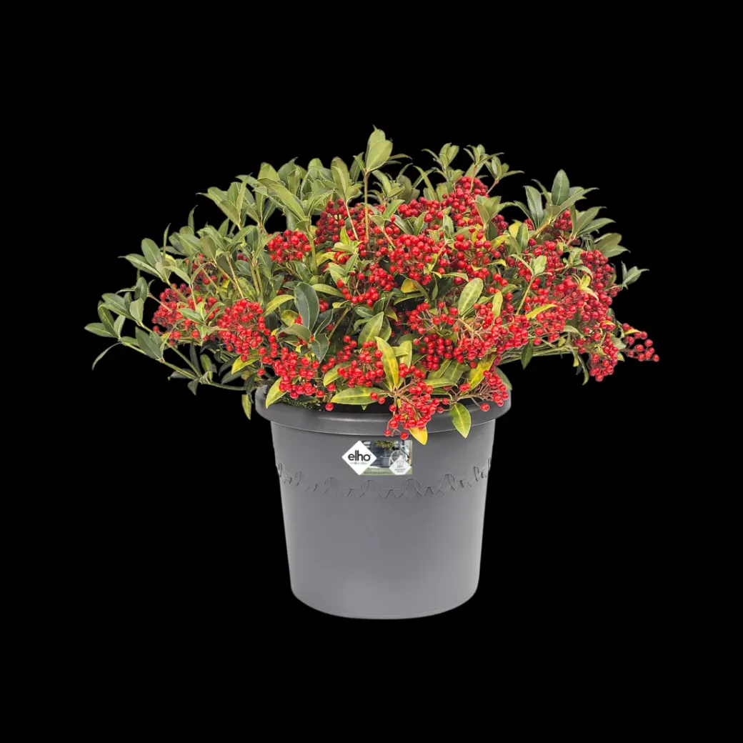 Brico Plantenpotten En -Bakken-Elho Bloempot Algarve Cilindro Rond O30Cm Antraciet