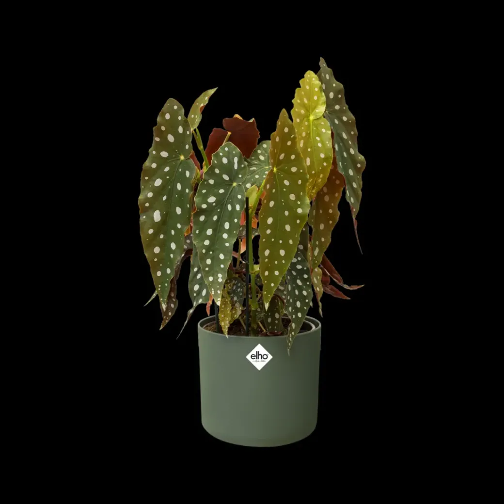 Brico Plantenpotten En -Bakken-Elho Bloempot B. For Soft Rond O14Cm Groen