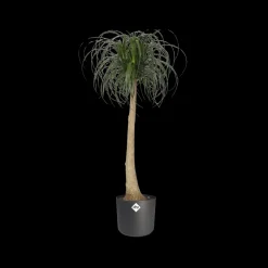 Brico Plantenpotten En -Bakken-Elho Bloempot B. For Soft Rond O14Cm Antraciet