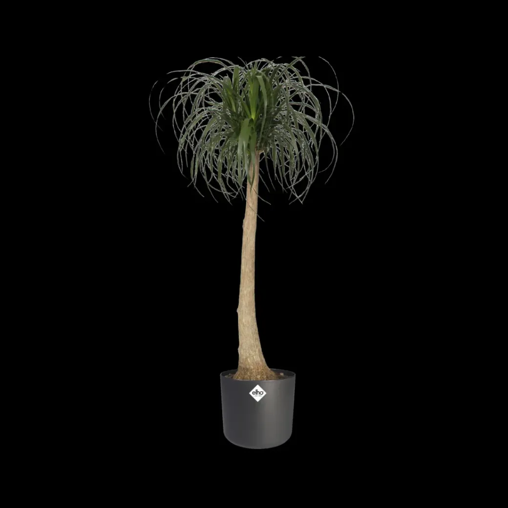 Brico Plantenpotten En -Bakken-Elho Bloempot B. For Soft Rond O14Cm Antraciet