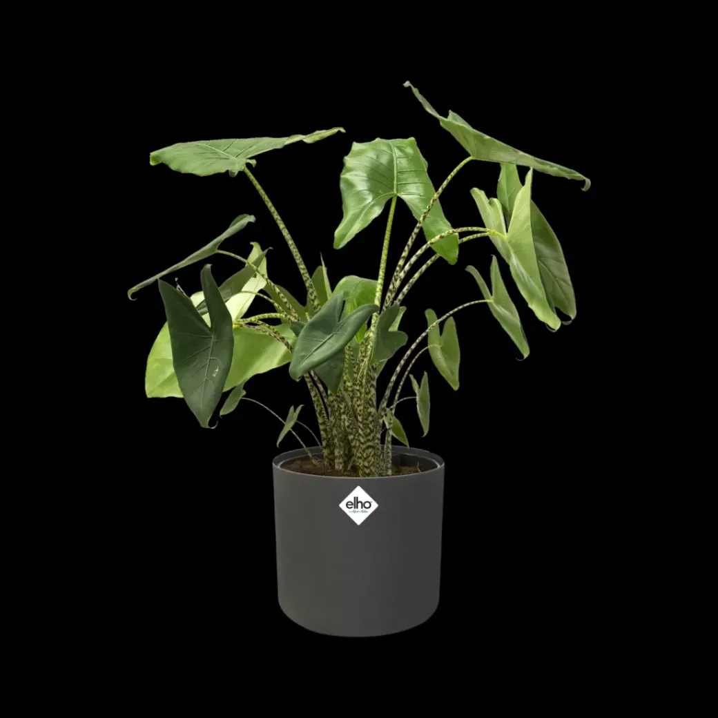Brico Plantenpotten En -Bakken-Elho Bloempot B. For Soft Rond O14Cm Antraciet