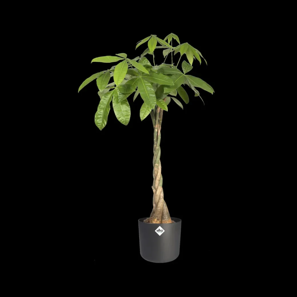 Brico Plantenpotten En -Bakken-Elho Bloempot B.For Soft Rond O30Cm Antraciet