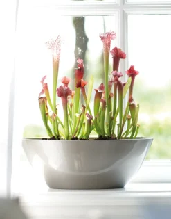 Brico Plantenpotten En -Bakken-Elho Bloempot Brussels Diamond Ovaal 36Cm Oyster Pearl