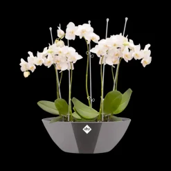 Brico Plantenpotten En -Bakken-Elho Bloempot Brussels Diamond Ovaal 36Cm Oyster Pearl