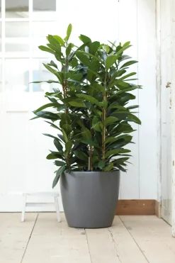 Brico Plantenpotten En -Bakken-Elho Bloempot Brussels Rond Wielen O35Cm Antraciet