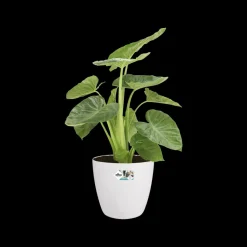 Brico Plantenpotten En -Bakken-Elho Bloempot Brussels Rond Wielen O35Cm Wit