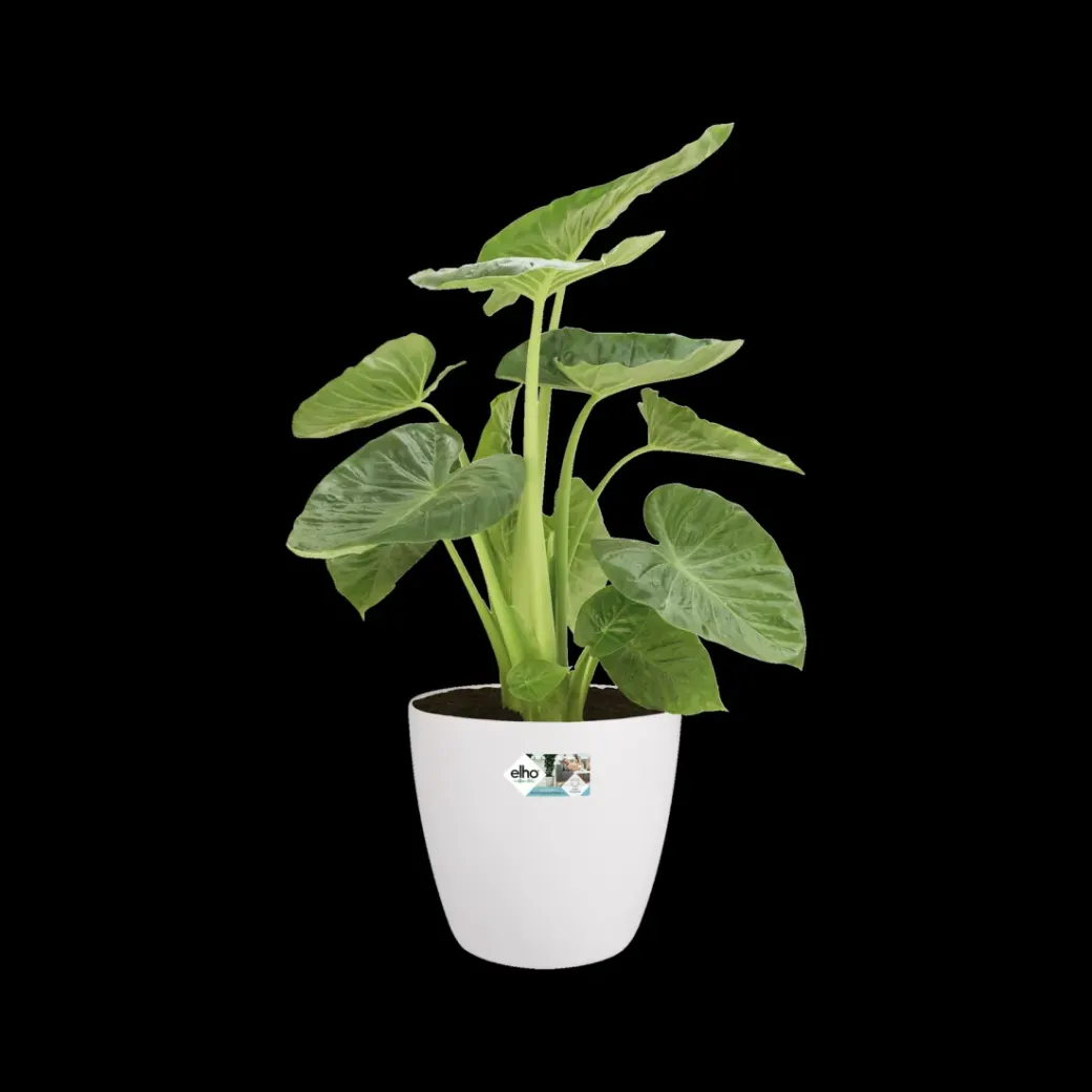 Brico Plantenpotten En -Bakken-Elho Bloempot Brussels Rond Wielen O35Cm Wit