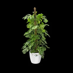 Brico Plantenpotten En -Bakken-Elho Bloempot Brussels Rond Wielen O35Cm Wit