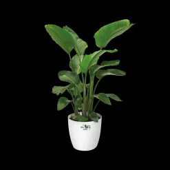 Brico Plantenpotten En -Bakken-Elho Brussels Rond Wielen O47Cm Wit