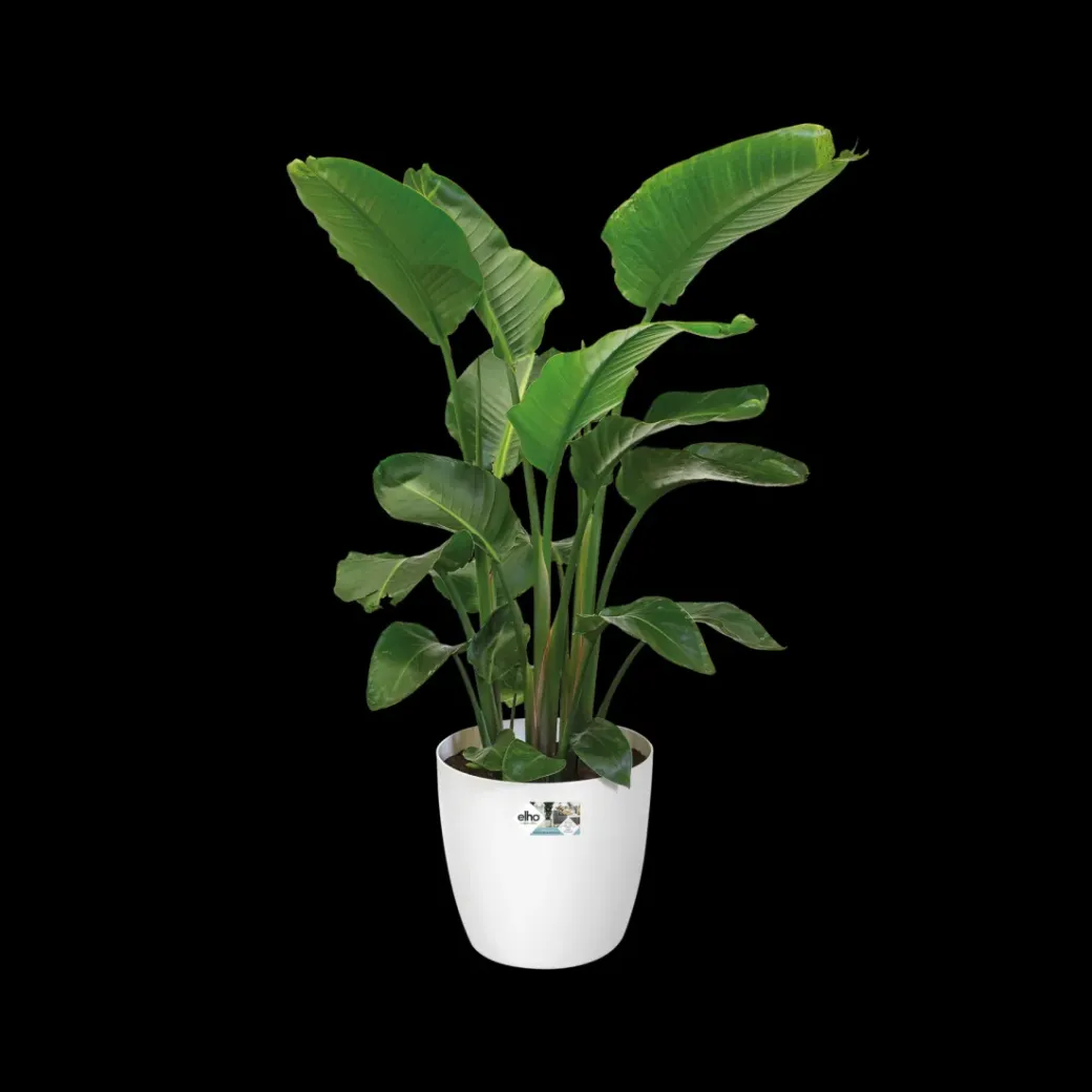 Brico Plantenpotten En -Bakken-Elho Brussels Rond Wielen O47Cm Wit