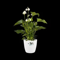 Brico Plantenpotten En -Bakken-Elho Brussels Rond Wielen O47Cm Wit