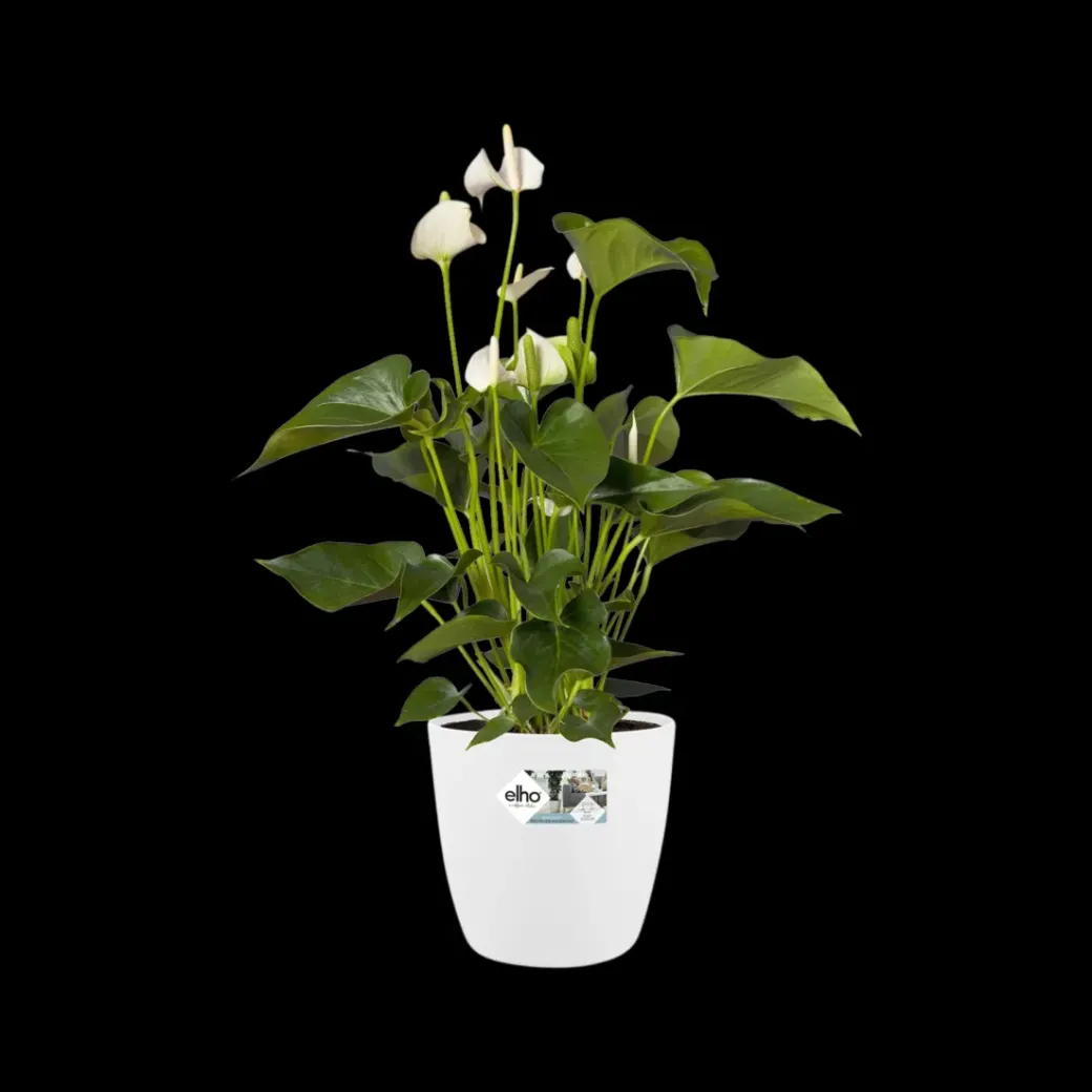 Brico Plantenpotten En -Bakken-Elho Brussels Rond Wielen O47Cm Wit