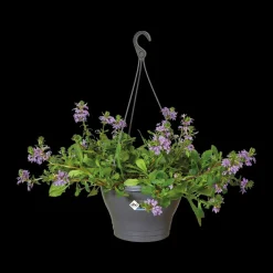 Brico Plantenpotten En -Bakken-Elho Hangschaal Corsica O30Cm Antraciet