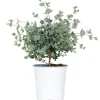 Brico Planten-Eucalyptus Gunnii - Gomboom - Heester - Groenblijvend - 14 Cm - ↕25-35 Cm
