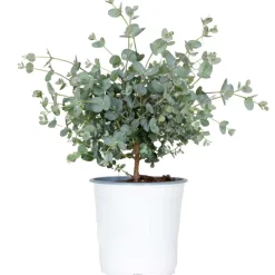Brico Planten-Eucalyptus Gunnii - Gomboom - Heester - Groenblijvend - 14 Cm - ↕25-35 Cm