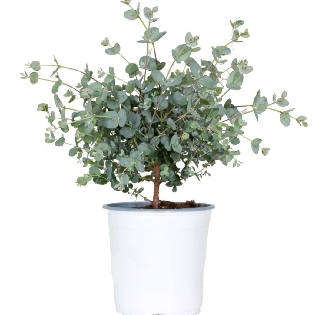 Brico Planten-Eucalyptus Gunnii - Gomboom - Heester - Groenblijvend - 14 Cm - ↕25-35 Cm