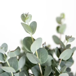 Brico Planten-Eucalyptus Gunnii - Gomboom - Heester - Groenblijvend - 14 Cm - ↕25-35 Cm