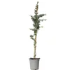 Brico Planten-Eucalyptus Silver Dollar - Winterharde Eucalyptus - Pot 19Cm - Hoogte 100-110Cm