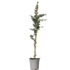 Brico Planten-Eucalyptus Silver Dollar - Winterharde Eucalyptus - Pot 19Cm - Hoogte 100-110Cm