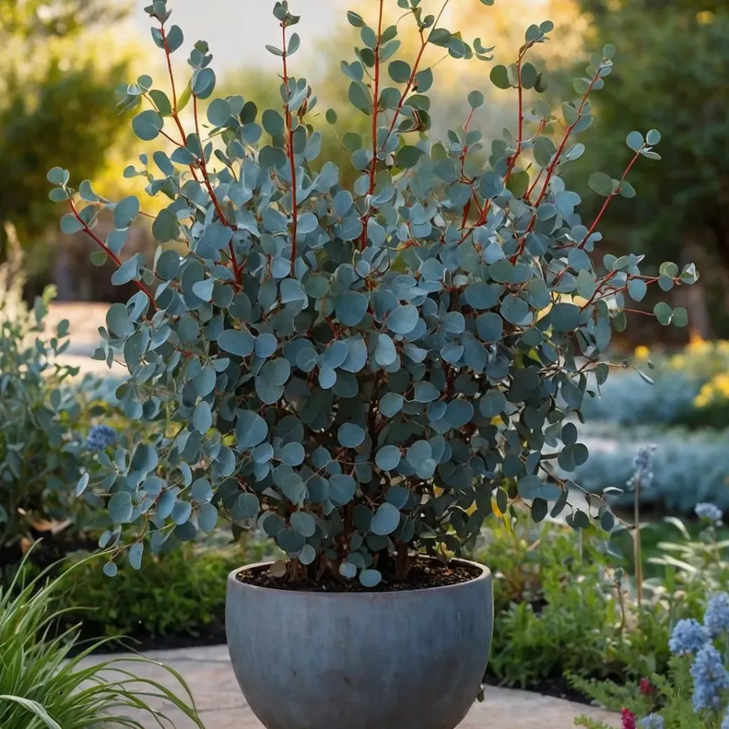 Brico Planten-Eucalyptus Silver Dollar - Winterharde Eucalyptus - Pot 19Cm - Hoogte 100-110Cm